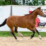 LOTE 014 - BONECA ESM DA PPMP