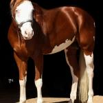 LOTE -200 - SMART CHIC DUNIT (Coberturas)