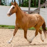LOTE 016 - CALIBRE ESM DA PPMP