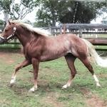 LOTE 020 - SPARK GOTTA SHINE