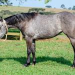 LOTE 007 - ALMA BEST GUN