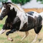 LOTE 004 - BRIGALENA RICOCHET HRM - TE