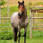 LOTE 001 - HULK REY STAR MIME