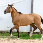 LOTE 009 - ESMERALDA ESM DA PPMP