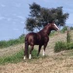 LOTE 014 - DONT BET LITTLE RE