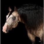 LOTE 012 - JUST IN HOLLYGUN QR