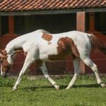 LOTE 017 - LEASE CANNONAZE RS - TE