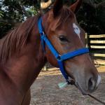 LOTE 012 - KING ROOSTER OLENA