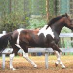 LOTE 001 - JR SMART HANGIN