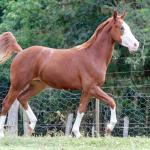 LOTE 003 - GUN MJ BOY Z