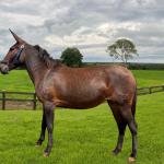 LOTE 004 - CATARINA