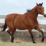 LOTE 008 - WV CASH MAN EAS