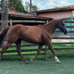 LOTE 008 - DYNA ROOSTER