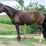 LOTE 002 - INQUIETA 1514E MAUFER (2x1)