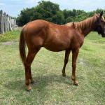 LOTE 007 - REY MAGIC ABRA CI