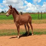 LOTE 006 - MALBEC