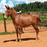 LOTE 017 - APACHE