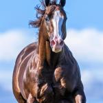 LOTE -200 - LITTLE JAZZAREY (Coberturas)