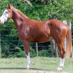 LOTE 003 - GUN MJ BOY Z
