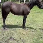 LOTE 006 - REY QUESTION