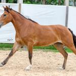 LOTE 012 - AURORA ESM DA PPMP