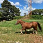 LOTE 005 - SANJOS MEDADAS ME