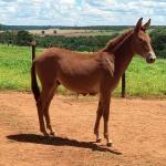 LOTE 006 - MALBEC