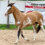 LOTE 008 - DEBOCHADA ESM DA PPMP