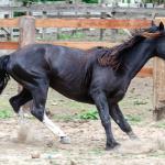 LOTE 019 - CACIQUE ESM DA PPMP