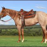 LOTE 020 - PEROLA REY STAR MIME