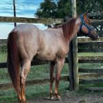 LOTE 009 - PRINCESS JAY KEYS