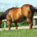 LOTE 007 - PLAY DONNA DOC JA
