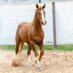 LOTE 018 - FANTASMA ESM DA PPMP