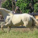 LOTE 007 - VERMONT WOOD PLL