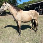 LOTE 011 - TILLY MELODYS MG2