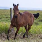 LOTE 012 - GUAPO BEE LENA