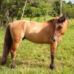 LOTE 014 - BARUK