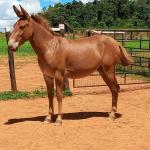 LOTE 017 - APACHE