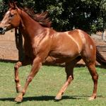 LOTE 015 - GEORGIA STUD HR