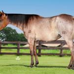 LOTE 002 - SAFIRA DO HANCOCK