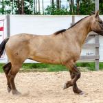 LOTE 011 - ATREVIDO ESM DA PPMP