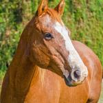 LOTE 014 - EMBRIÃO A EFETIVAR - BENETT DASH BULLION x TWIG LADY AG