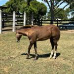 LOTE 017 - LIZ HICKORY DPLC