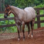 LOTE 018 - PEROLA MISTERCAT CDA