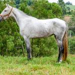 LOTE 017 - BETANIA DA NOVA TRADIÇÃO