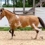 LOTE 008 - DEBOCHADA ESM DA PPMP