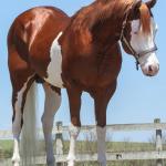 LOTE -200 - SMART CHIC DUNIT (Coberturas)