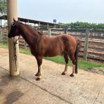 LOTE 005 - SANJOS MEDADAS ME