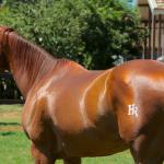 LOTE 015 - GEORGIA STUD HR