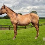 LOTE 011 - LADY
